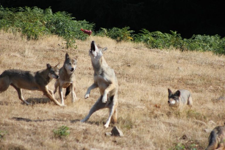 Les loups de Chabrières