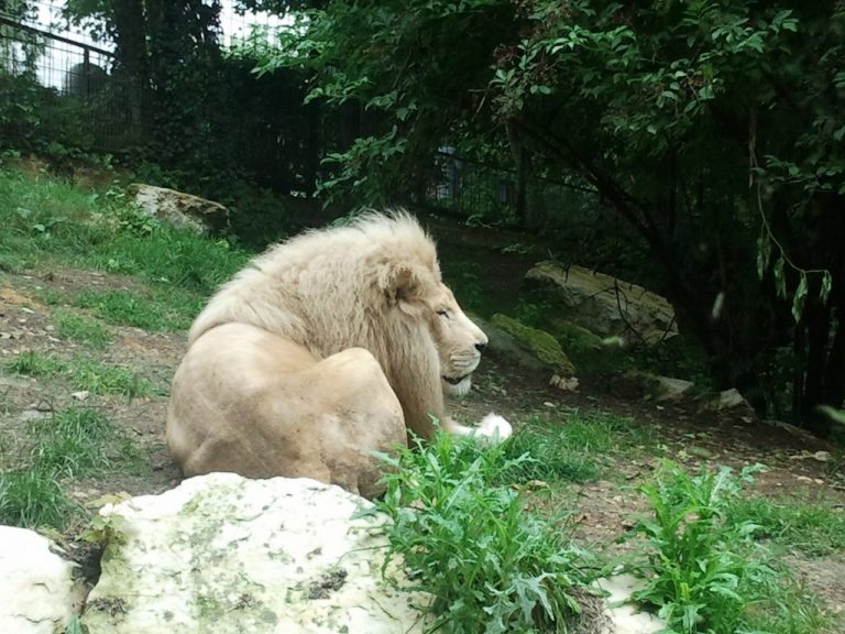 Lion albinos à Beauval
