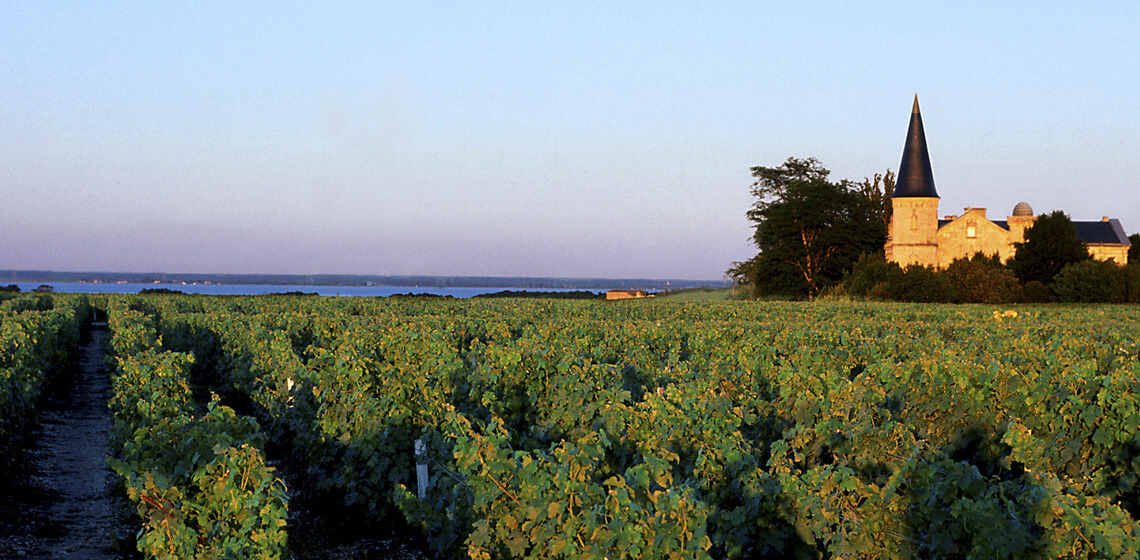 Vignes et estuaire dans le Médoc