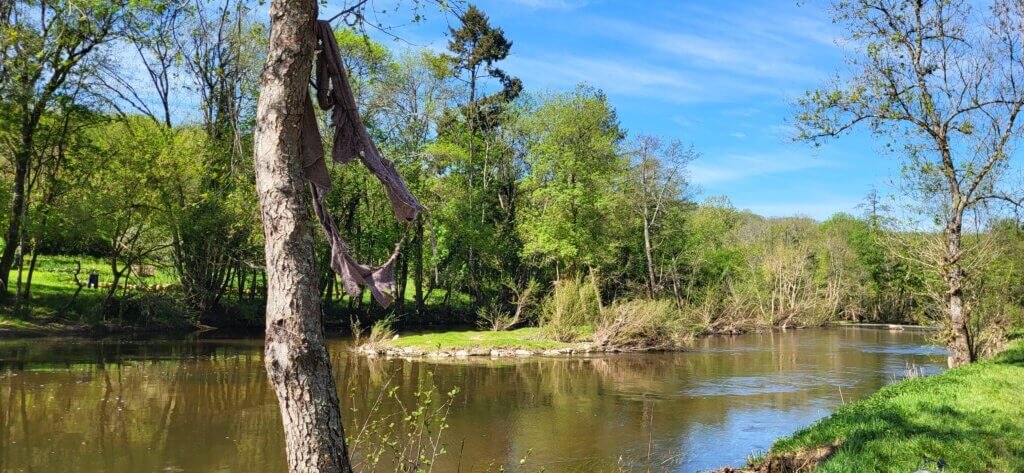 Traces des innondations dans les arbres sur les bords de l'Anglin