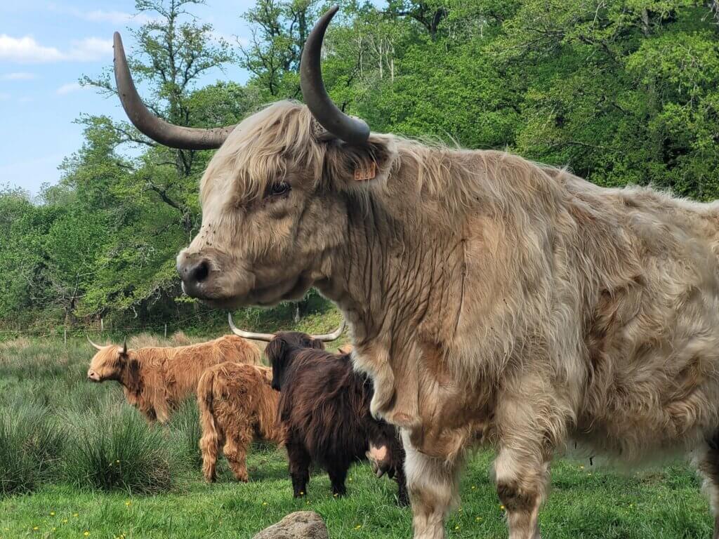 Vaches de race Highland