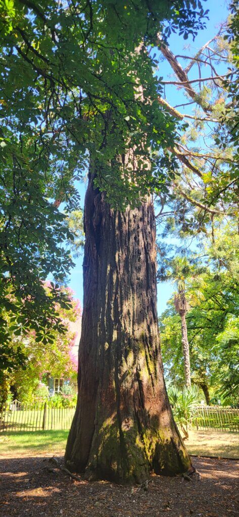 Séquoia dans le parc du château de Campagne